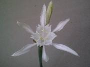 Pancratium maritimum